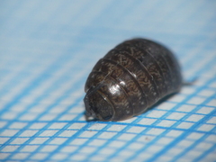 Porcellio gallicus
