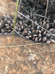 Adromischus umbraticola