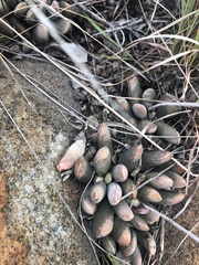 Adromischus umbraticola