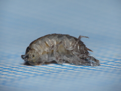Porcellio gallicus