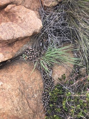 Adromischus umbraticola