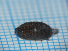 Porcellio gallicus