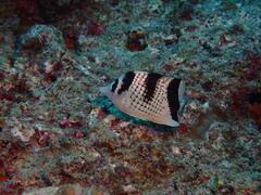 Chaetodon argentatus