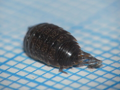 Porcellio gallicus