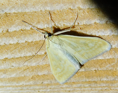 Sitochroa verticalis