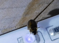 Enochrus