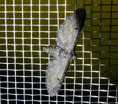 Eupithecia innotata
