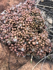 Anacampseros subnuda