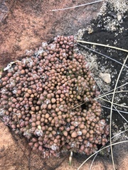 Anacampseros subnuda