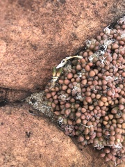 Anacampseros subnuda