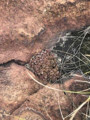 Anacampseros subnuda