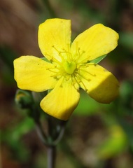 Hypericum gramineum