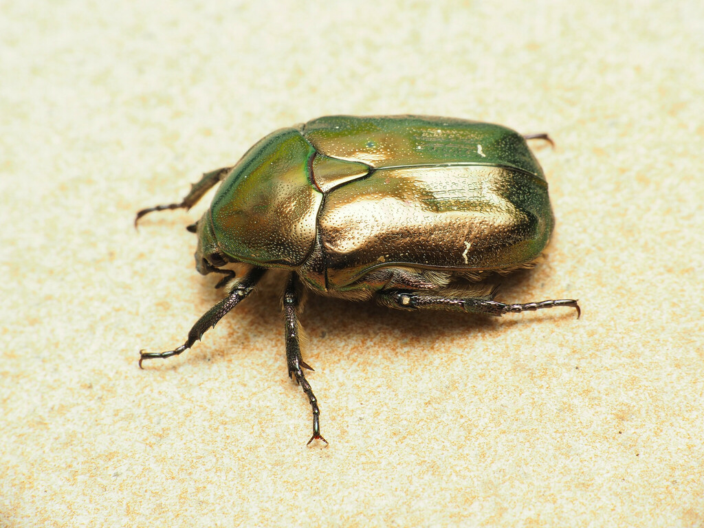 Protaetia cuprea hesperica