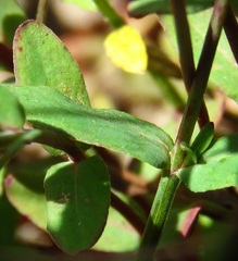 Hypericum gramineum