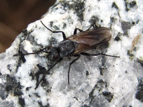 Germariochaeta clavata