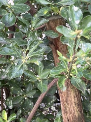 Euonymus japonicus