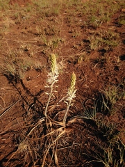 Drimia sanguinea