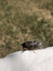 Popplepsalta notialis