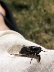 Popplepsalta notialis