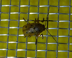 Cryptocephalus octomaculatus