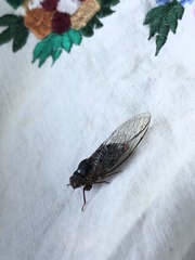 Popplepsalta notialis