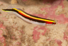 Trachinops taeniatus