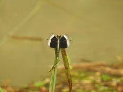 Neurothemis tullia