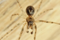 Enoplognatha mandibularis