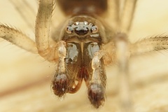 Enoplognatha mandibularis