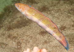 Eupetrichthys angustipes