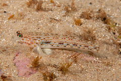 Istigobius hoesei