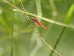 Rhodothemis rufa