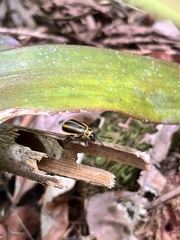 Isotes spilothorax