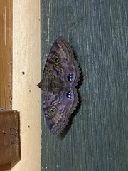 Speiredonia spectans