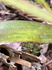 Isotes spilothorax