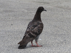 Columba livia domestica