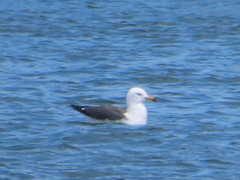 Larus crassirostris