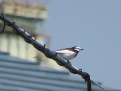 Motacilla alba lugens
