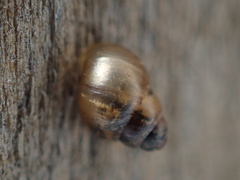 Achatinellidae