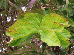Cephalanthus tetrandra