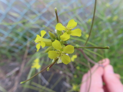 Brassicaceae