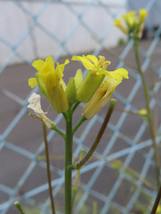 Brassicaceae