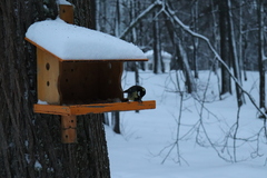 Parus major