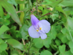 Mazus fauriei