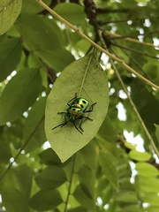 Chrysocoris