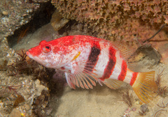 Hypoplectrodes nigroruber