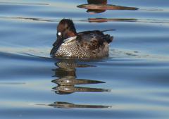 Mareca falcata