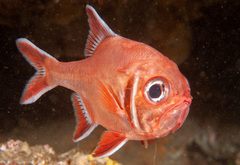 Trachichthys australis