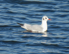 Chroicocephalus ridibundus