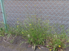 Brassicaceae